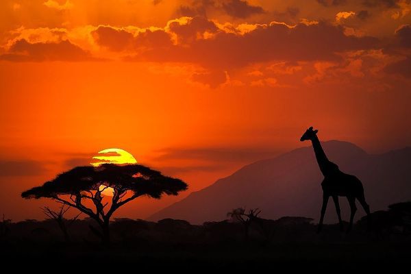 Kenya-Amboseli National Park Abstract sunset with giraffe and acacia tree silhouettes